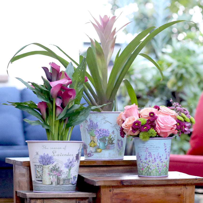 Spring Metal Containers