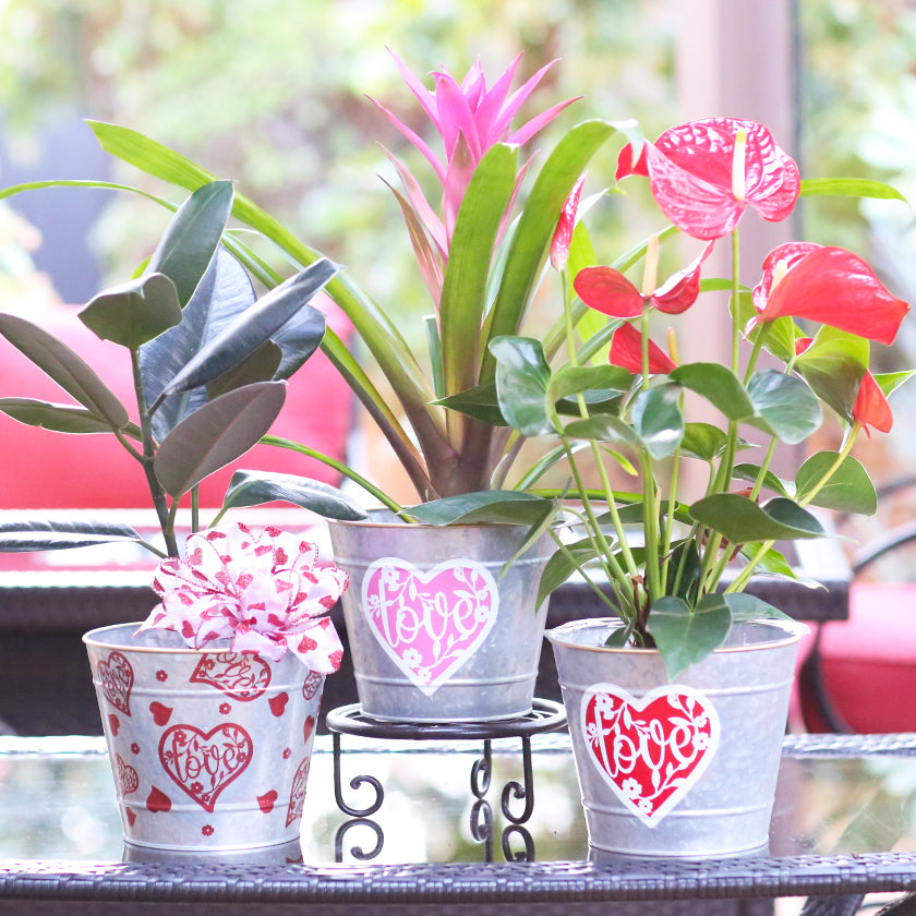 Valentine's Day Metal Containers