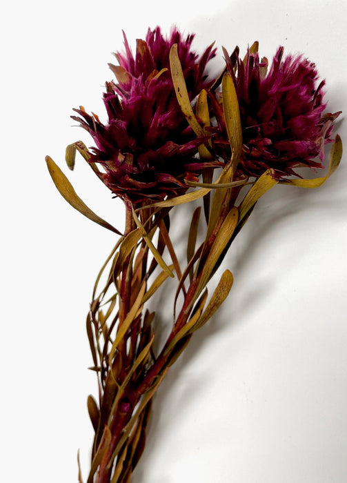 (K590) 05350-Merlot