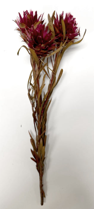 (K590) 05350-Merlot