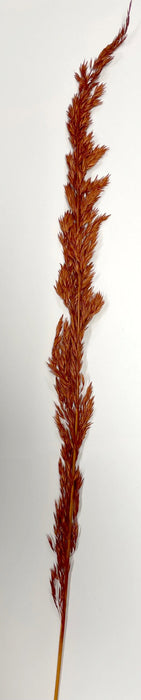 (K589) 08410-Burnt Oak